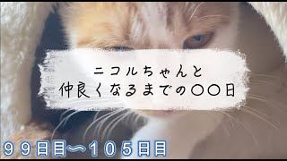【99日目〜105日目】ニコルちゃんと生活して日突破保護猫