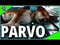 Canine Parvovirus (Parvo). What You Need to Know!