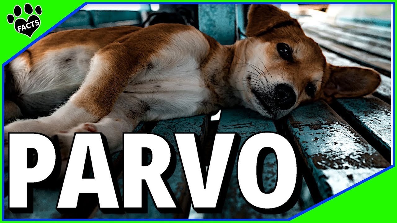 Explore Parvovirus In Dogs And Puppies - Parvo