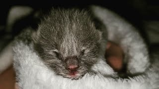 Helping a singleton neonatal kitten by Kitty Committee 36 views 3 years ago 31 seconds