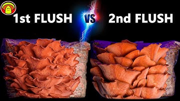 Grow Mushrooms | First Flush vs. HUGE Second Flush (5 Day Time Lapse)