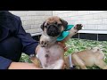 パグっ子　たくさん生まれています　飼い主様募集中です