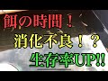 知らないと危険。。メダカの餌やりの時間帯