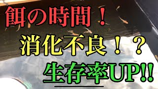 知らないと危険。。メダカの餌やりの時間帯