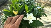 Gardenia Cuttings クチナシの挿し木 Youtube