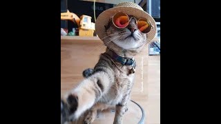 Funniest cats videos of 2023 😂funny animals😂🐈 #viralvideos #funnyanimals #funnycomplation by luckyainncats 72 views 1 year ago 11 minutes, 32 seconds