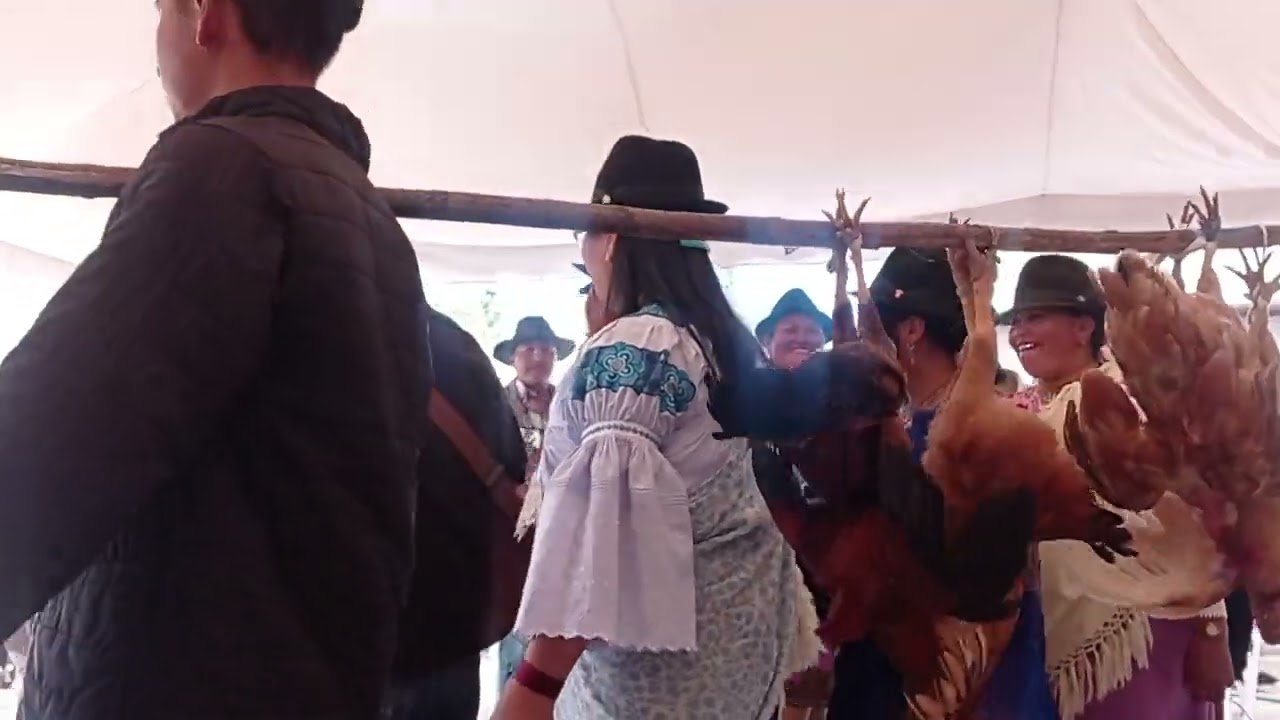 Rama de Gallos Familia Curillo (Angla 2023) 🪗🔊