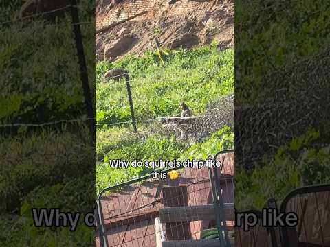 Why do squirrels chirp like this 🤔