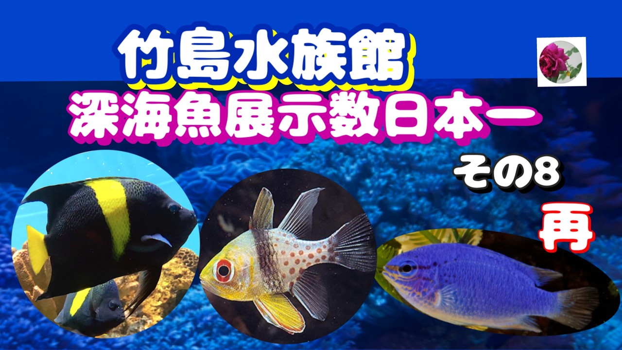 🌹🐡竹島水族館　深海魚展示数日本一　その８　手作りのpopとマンジュウイシモチとルリスズメダイが視聴者さんに好評でした。再々投稿で申し訳ありませんm(__)m概要欄もご覧ください👀