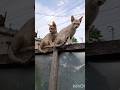 cute kittens 😍😺#shortvideo #catvideos #ytshorts #shortsfeed #cutecat #catlover #automobile
