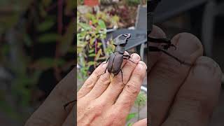 Stag beelte (Lucanus cervus) trying to fly @C.S-t4x #insects #beetle #nature #wildlife