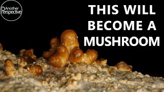 30 Days of High Magnification Macro Photography | Mushroom Time Lapse