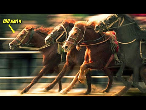 Видео: Самые быстрые Лошади в мире. Бешеная скорость Лошадей.
