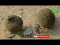Sri Lankan Dung Beetle  / ගොම කුරුමිණියා  /Lanka wild