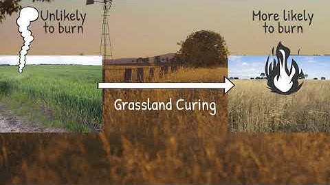 What is Grassland Curing?