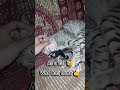 #meowandmore Being cute is a full time job 😺🦋🌻🐾