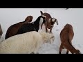 Our Goats see Snow for the first time!