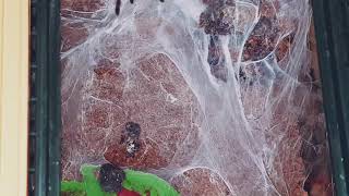 Rare Feeding Of My Chilobrachys Fimbriatus