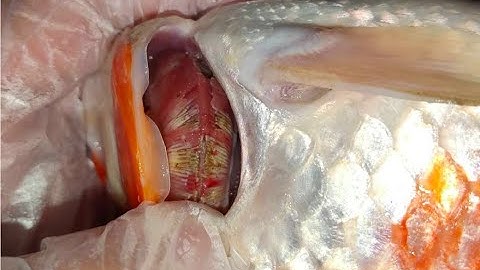 NẤM MANG Ở CÁ KOI | NGUYÊN NHÂN | CÁCH PHÒNG NGỪA | KOI fish gill mushroom