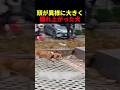 頭が異様に大きく腫れ上がった犬 #動物 #ペット #かわいい #癒し #animals #犬