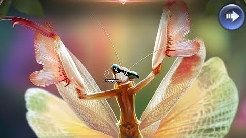 NEW! Phantom mantis- the GOAT of all insects?