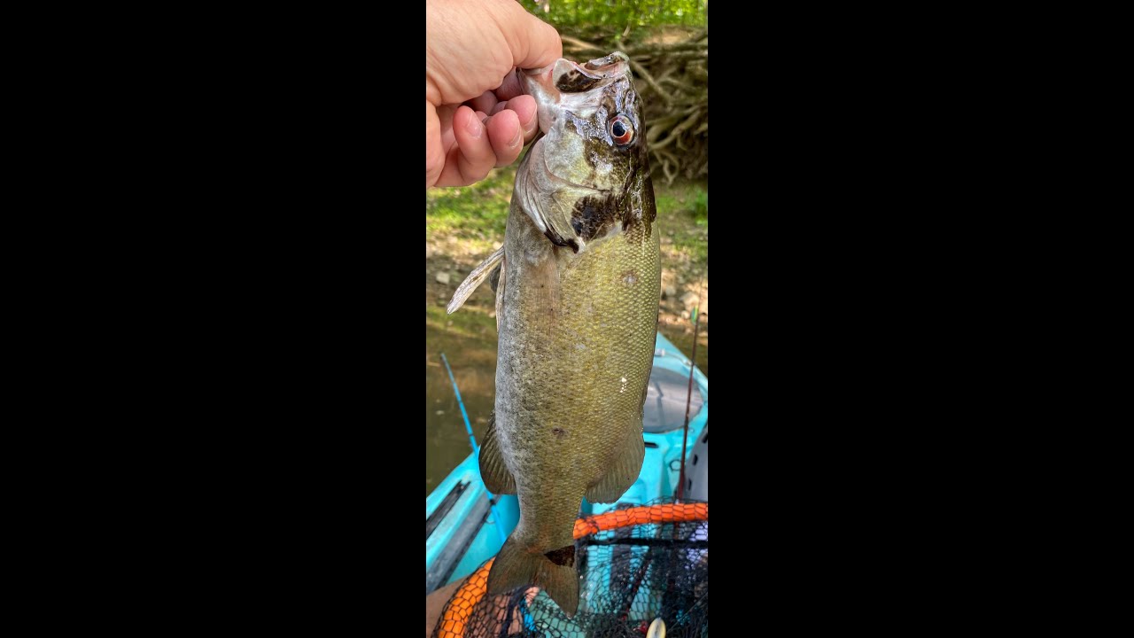 Caught 11on the Stillwater River. 4 largemouth, 3 spots, 2 smallmouth