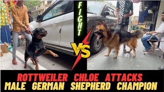 Rottweiler Chloe had a fight with a male German Shepherd: He attacked her on the road