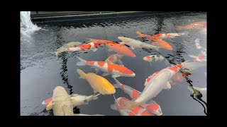 Large Koi Top Class Sanke Epic Koi Day at Kitsu Koi