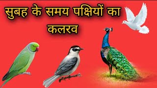 morning time birds voice 🐧🦚 सुबह सुबह पक्षियों का कलरव 🤗🤗 screenshot 5