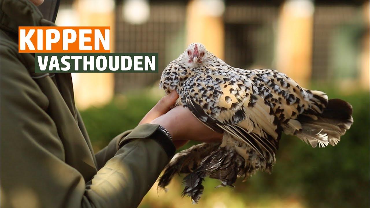 hoe-hou-je-een-kip-vast-kippen-hanteren-uitgelegd-youtube