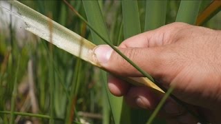 Survival Medicine: Cattail Anesthetic Gel (SHTF, Bug Out, Grid Down Medicine)