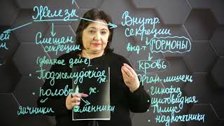 картинка: Гуморальная регуляция - управление с помощью гормонов. 8 класс.