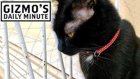 Gizmo gets scritches before duty