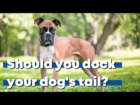 فيديو: هل يجب أن ترسو ذيول كلاب اليوركشاير؟