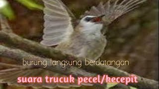 Suara burung trucukan kejepit