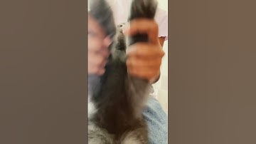 Perfect loop? #funny #loop #endlessloop #perfectloop #cat #adorably #cute #cutecat #catlover
