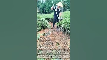 Sharing of the operation process of manual excavation of tea trees