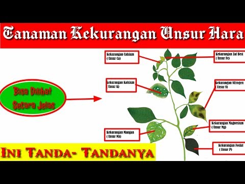 DAMPAK TANAMAN KEKURANGAN UNSUR HARA | Nutrisi Tanaman | pemupukan | Degredasi Unsur Hara