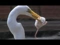 Egret eats mouse