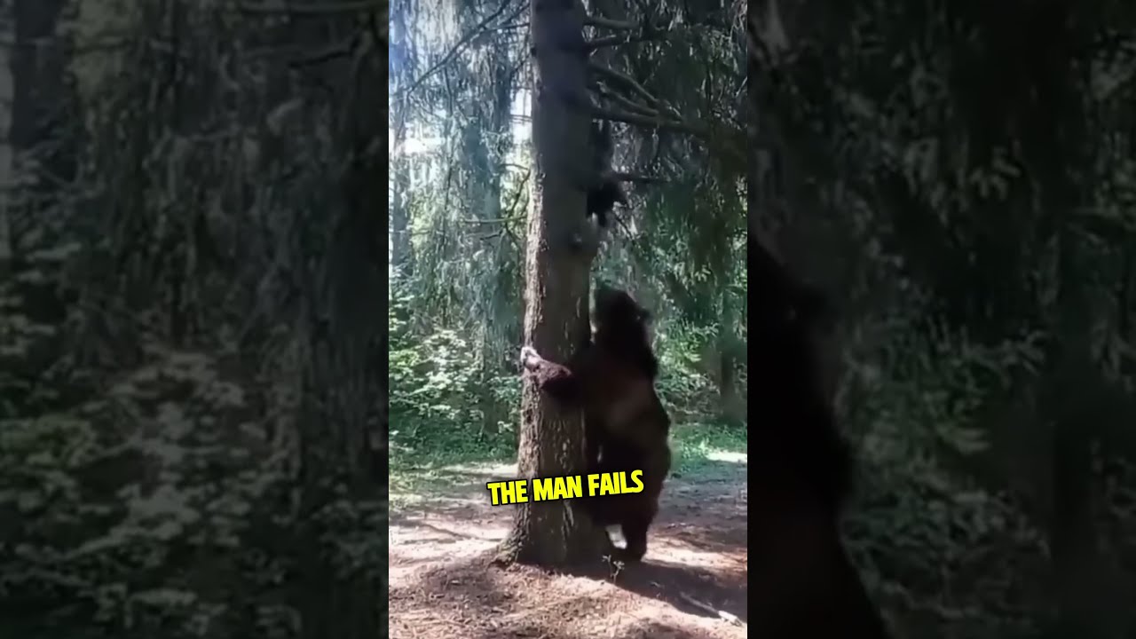This Bear Climbs A Tree Chasing Man 
