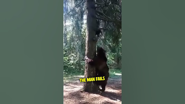 This Bear Climbs a Tree Chasing a Man!