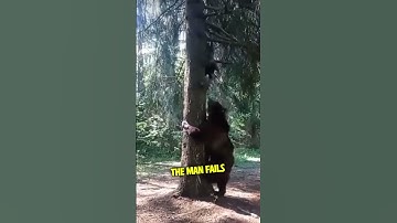 This Bear Climbs a Tree Chasing a Man!