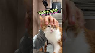 길에서 주운 고양이, 사랑을 듬뿍 주면 이렇게 됩니다~ #shorts