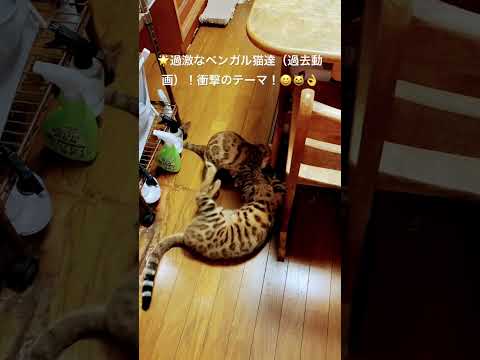 2025年9月15日🌟#ベンガル猫#ハルノくん#レオちゃん#つむぎちゃん#猫のいる暮らし#cat#short