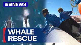 Sea World Crews Rescue Tangled Humpback Whale 9 News Australia