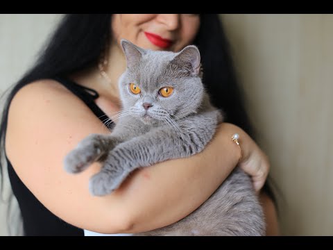 Видео: Ложная беременность у кошек