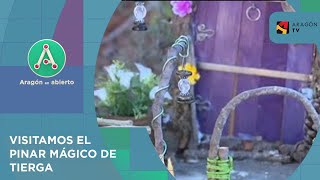 El pinar mágico de Tierga