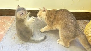 Kitten Piano swatted both mom cat and dad cat, and got playful swats back in return. So funny.