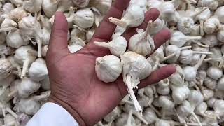 मंदसौर मंडी का आज का लहसुन का भाव | Aaj Ka Lahsun ka Bhav (29-May-24) | Today garlic rate