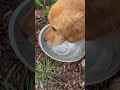 Dog chewing on ice #adorable #dog #ice #winter #freezing #farmlife #goldenretriever #thirsty